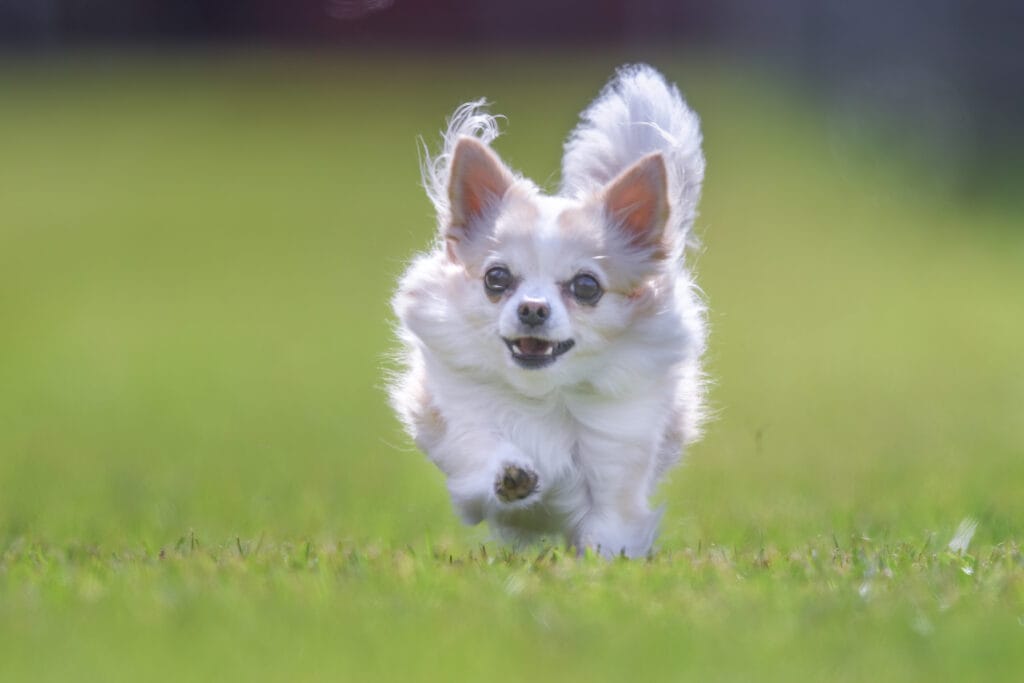 Lucy- fawn and white long coat Chihuahua. 