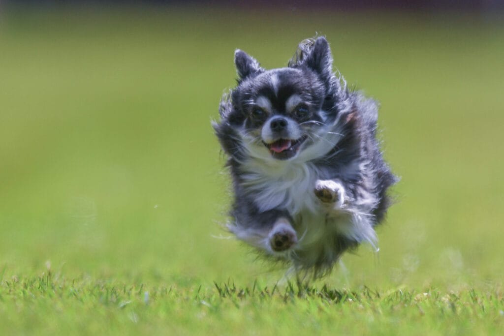 Darla black tricolor long coat Chihuahua