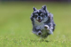 Darla black tricolor long coat Chihuahua