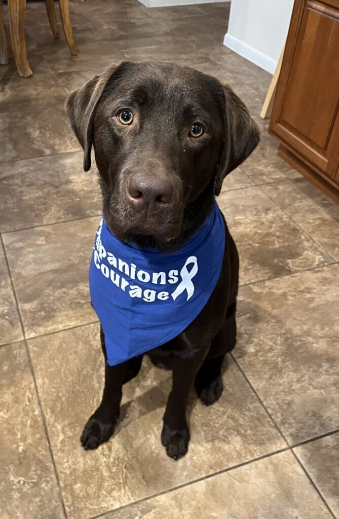 Chocolate Lab siting and wearing a Companions for Courage Bandana